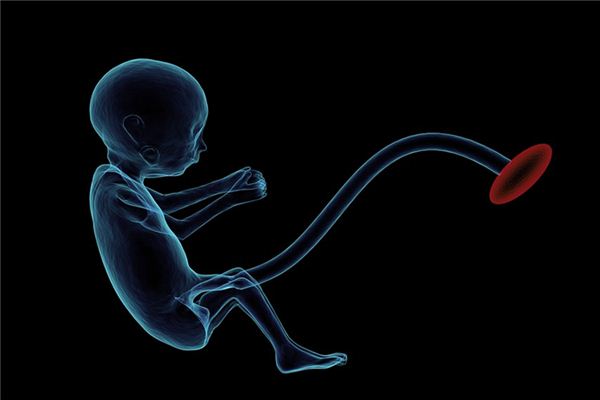 梦见脐带是什么意思 梦见脐带是什么意思