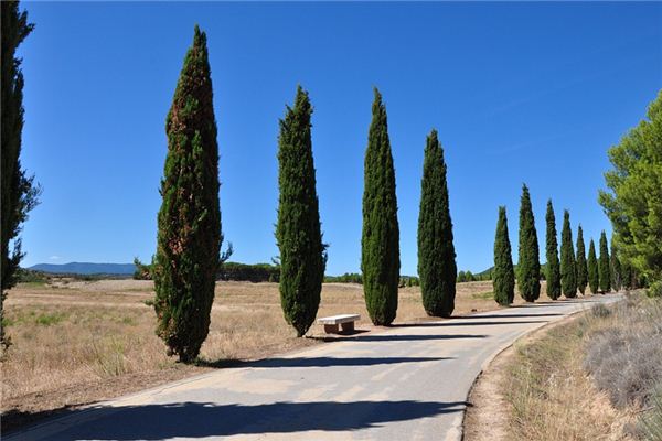 梦见柏树是什么意思 梦见柏树是什么意思