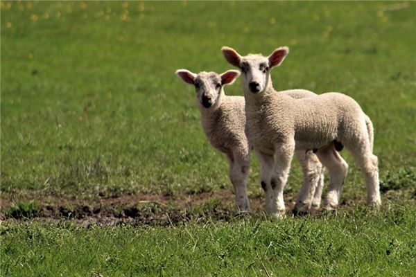 梦见放羊是什么意思 梦见放羊是什么意思